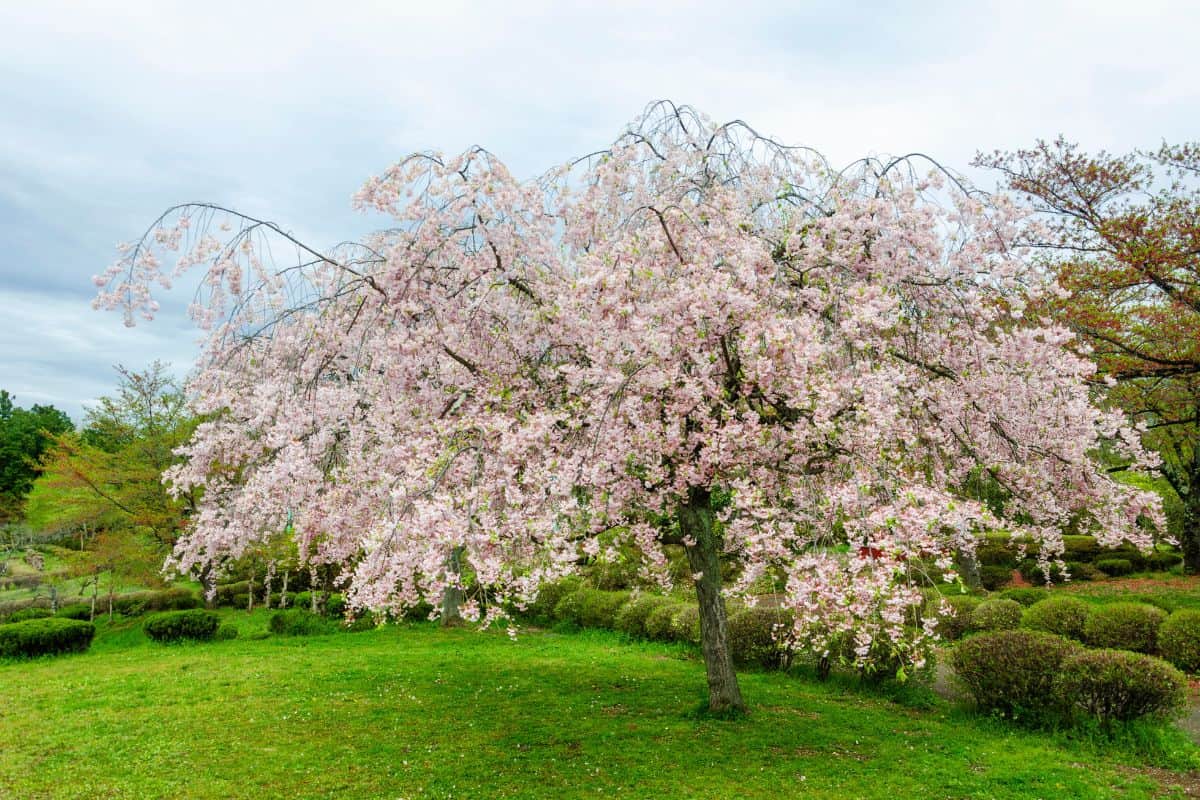 Japanese weeping cherry tree) full bloom.