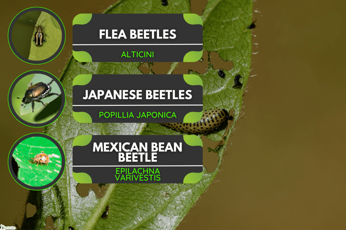 Larva of a viburnum leaf beetle, Does Viburnum Beetle Attack Other Plants?