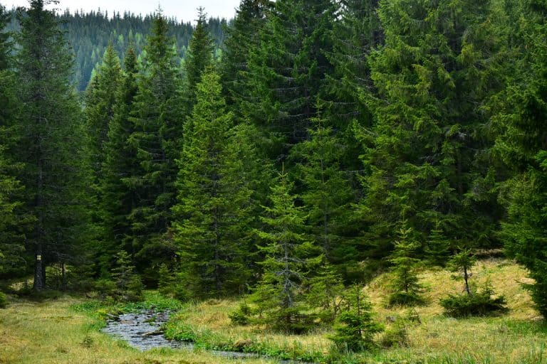 Latorita's spring gently flowing through an alpine pasture and a wild spruce forest, How Do You Stop A Spruce Tree From Growing Taller?