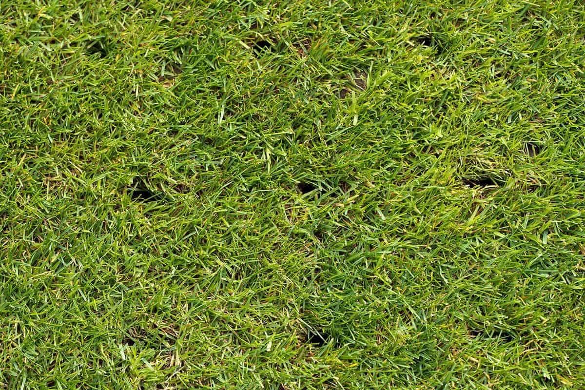 Lawn with holes on a football field after aerating