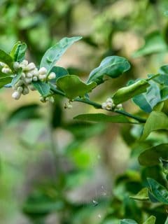 Lemon flowers that are not yet ready to be pollinated by insects will not bloom. - Are Key Lime Trees Self-Pollinating?