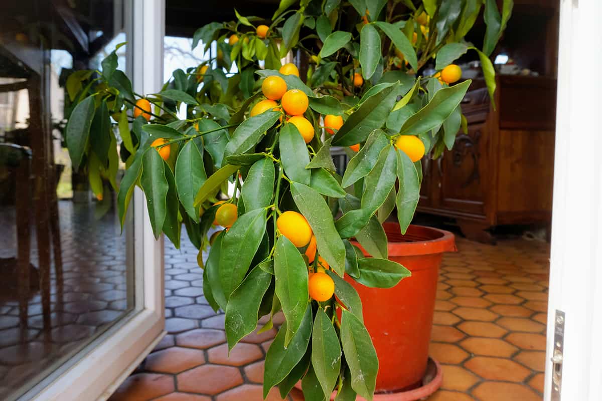 Lemon tree planted in a pot inside a house