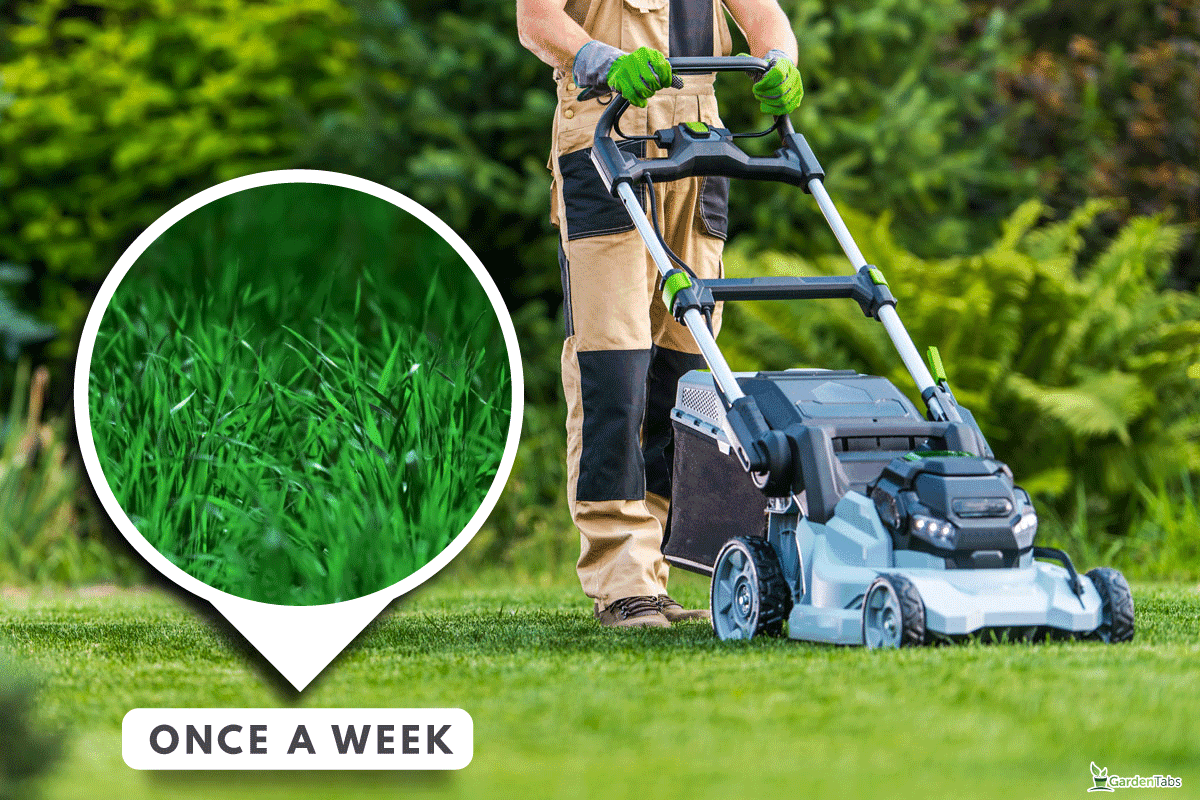 Professional Caucasian Gardener in His 40s Trimming Grass Lawn Using Modern Electric Cordless Mower, Lesco Vs Scotts Seed: Pros, Cons, & Differences