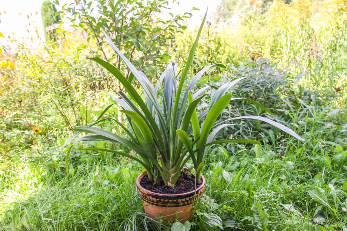 Lily plant green long leaves in a ceramic pot outdoors