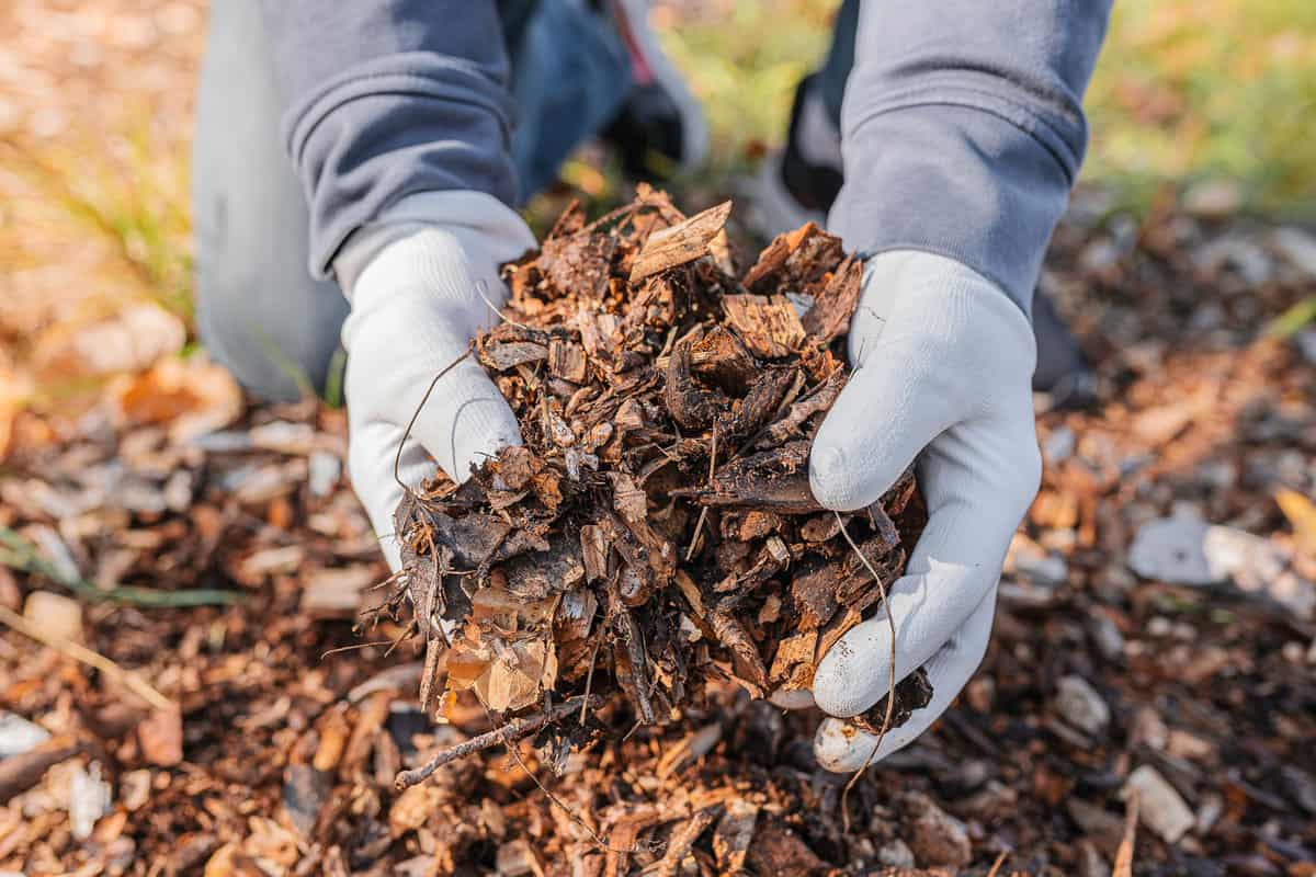 man's hands in gardening gloves are sorting through the chopped wood of trees. Mulching tree trunk circle with wood chips. Organic matter of natural origin 