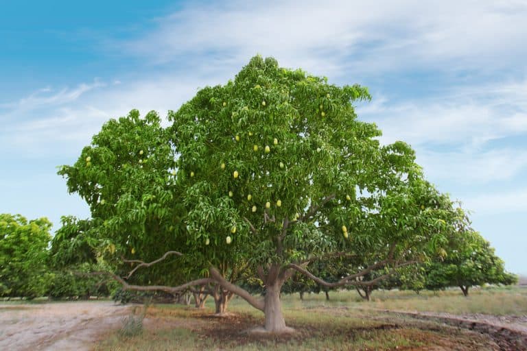 Mango Tree Full of Mangoes in Garden, Are Mango Trees Self Pollinating?