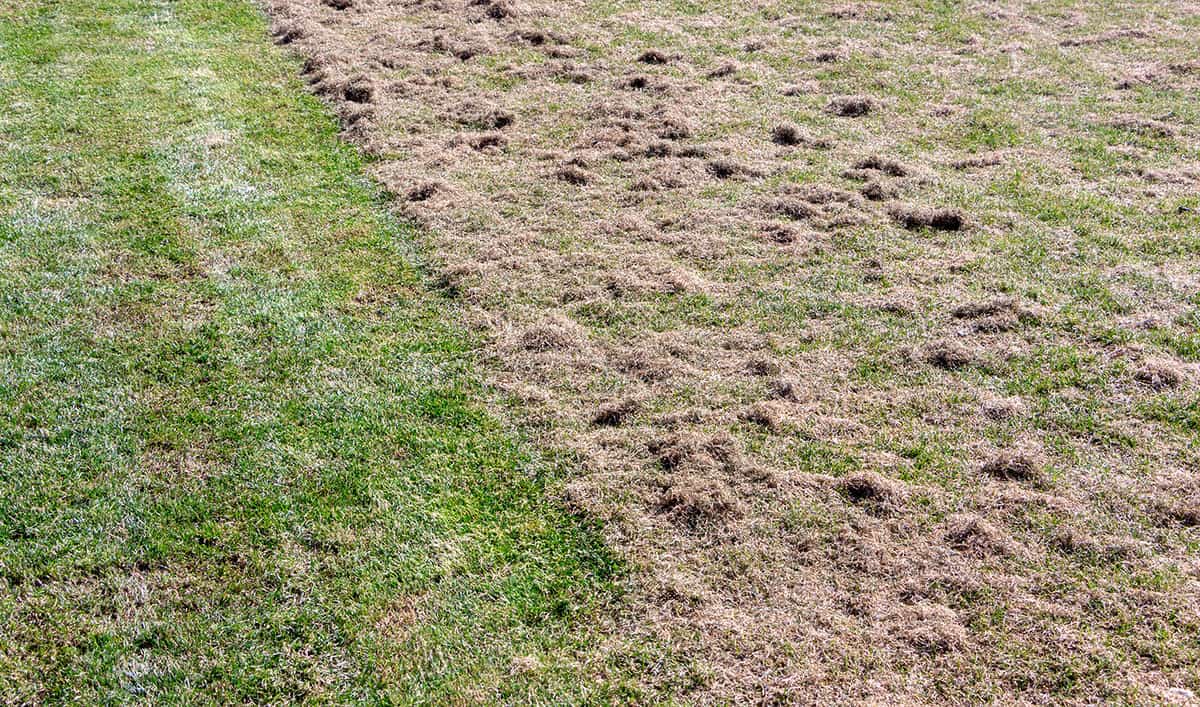 Many felts on green grass after aeration of the lawn