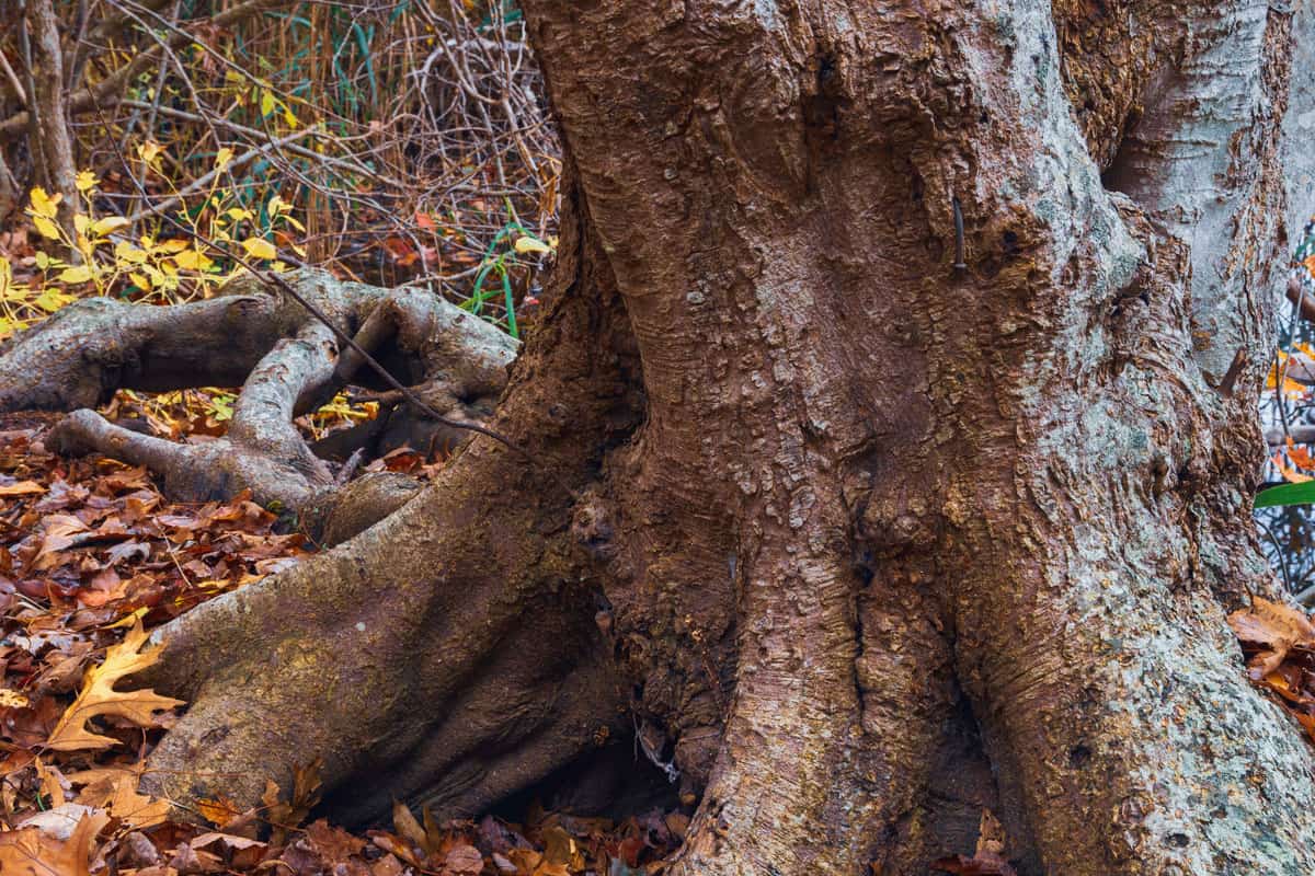 Massive roots of a maple tree trunk in the forest