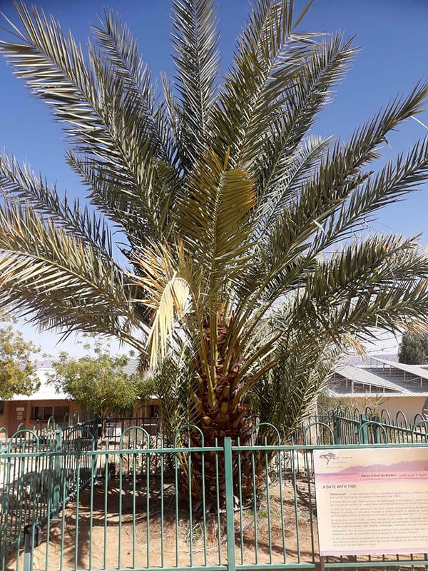 Methuselah, a Judean date palm tree included in the study.