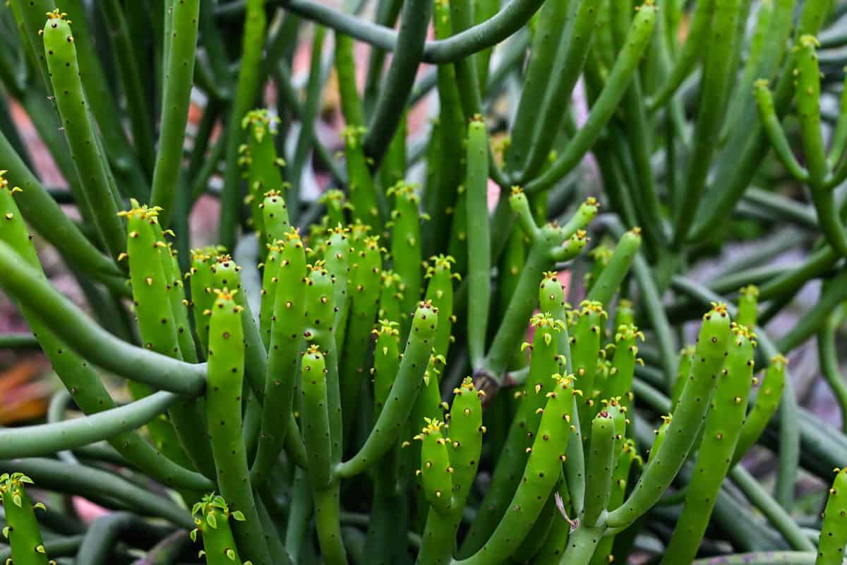 Mistletoe cactus photographed in detail