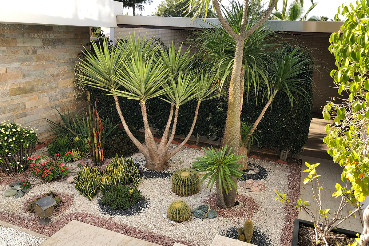 Modern beautiful urban desert garden