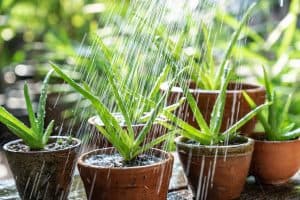 Morning outdoor activity to watering aloe vera pot plant, X Aloe Vera Planter Ideas [With Pictures!]