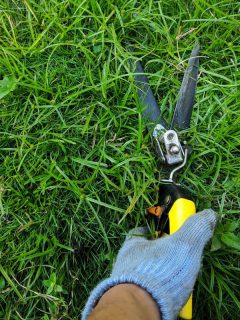Mowing the grass using grass shears and gloves. - How To Adjust Grass Shears