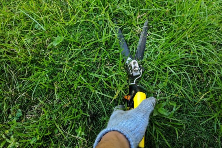 Mowing the grass using grass shears and gloves. - How To Adjust Grass Shears
