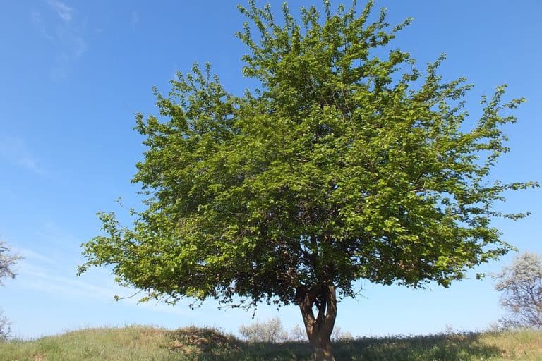 Mulberry tree in steppe, When Do Mulberry Trees Fruit?