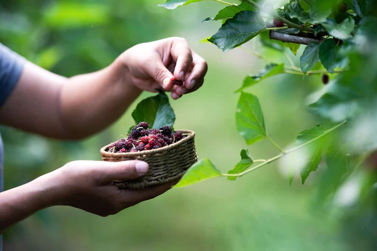 Mulberry with farmer hands and fruit make Mulberry beer
