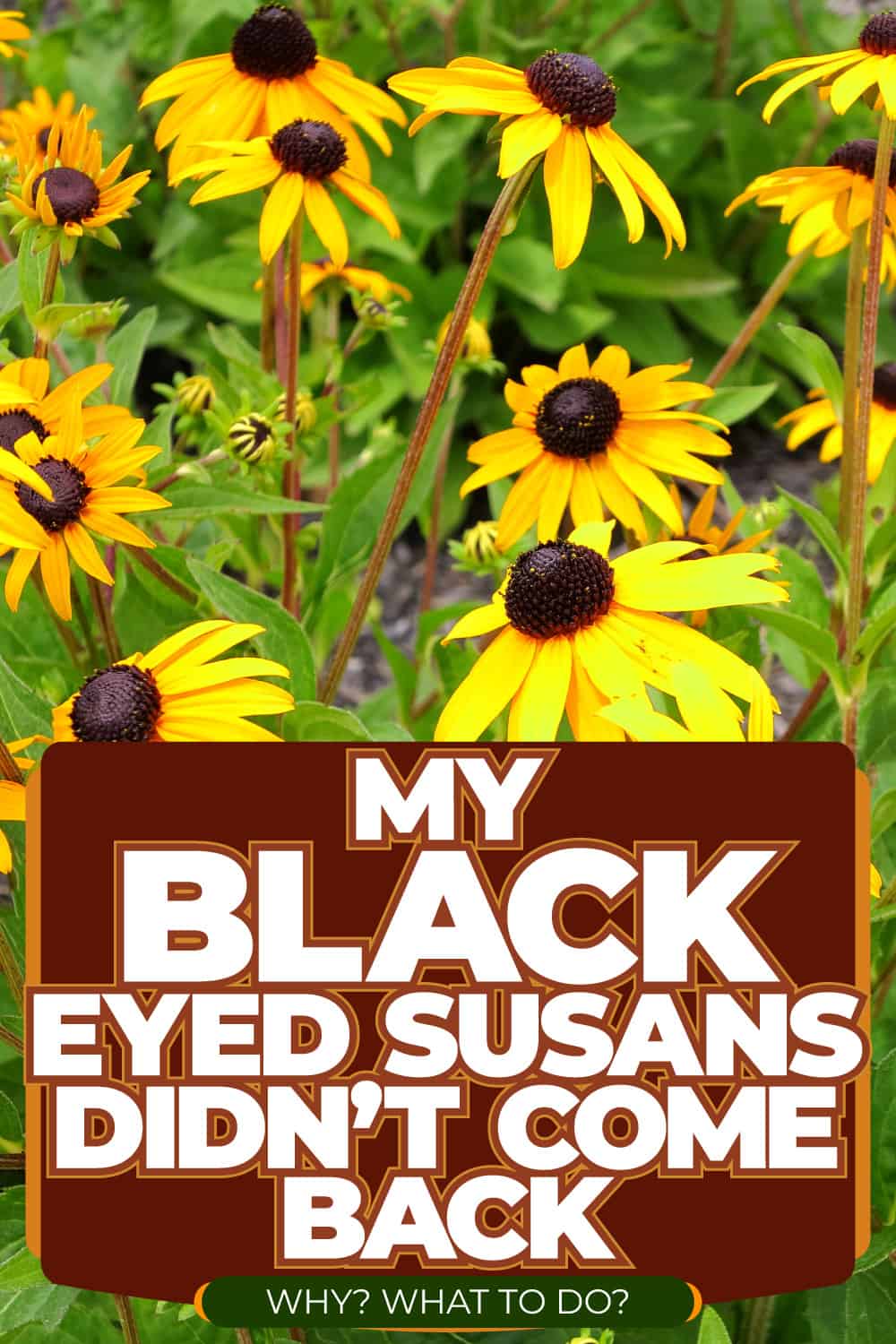 My Black Eyed Susans Didn't Come Back - Why? What To Do?