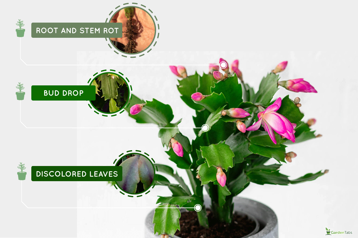 Pink Schlumbergera, Christmas cactus or Thanksgiving cactus, My Christmas Cactus Buds Are Not Opening - Why? What To Do?