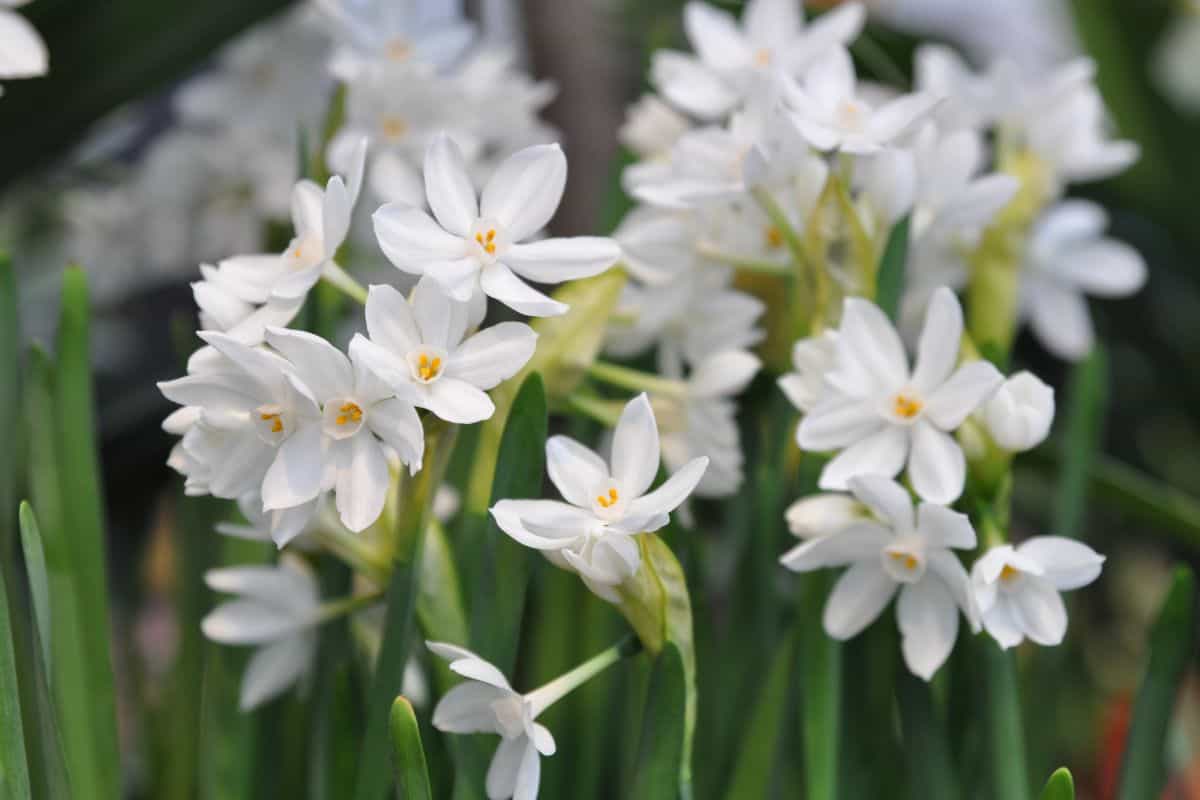 Narcissus Paperwhite Ziva blooms in the garden in autumn