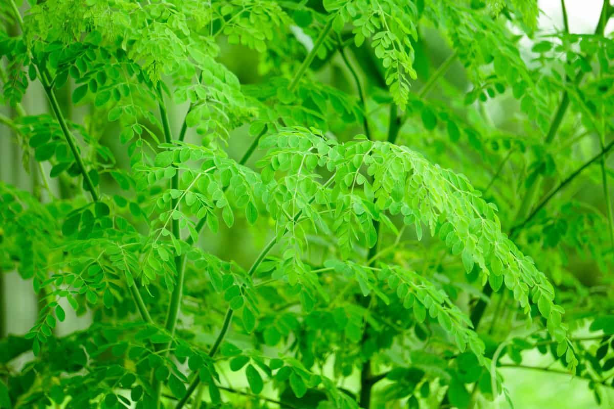 Natural Moringa leaves Green Background