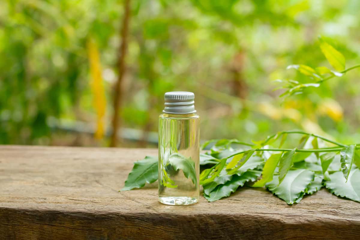 Neem oil in bottle and fresh neem leaf on wooden and blur background on sunny day.