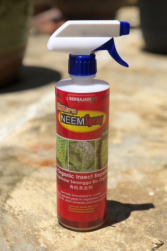 Neem spray for organic insect repellent.