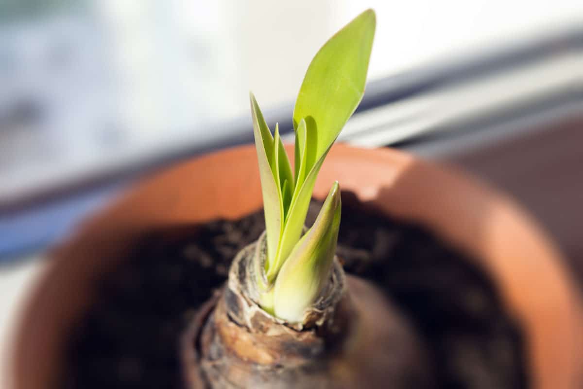 New leaves and flower bud sprouting from amaryllis bulb in springtime on window sill ready for pot transfer