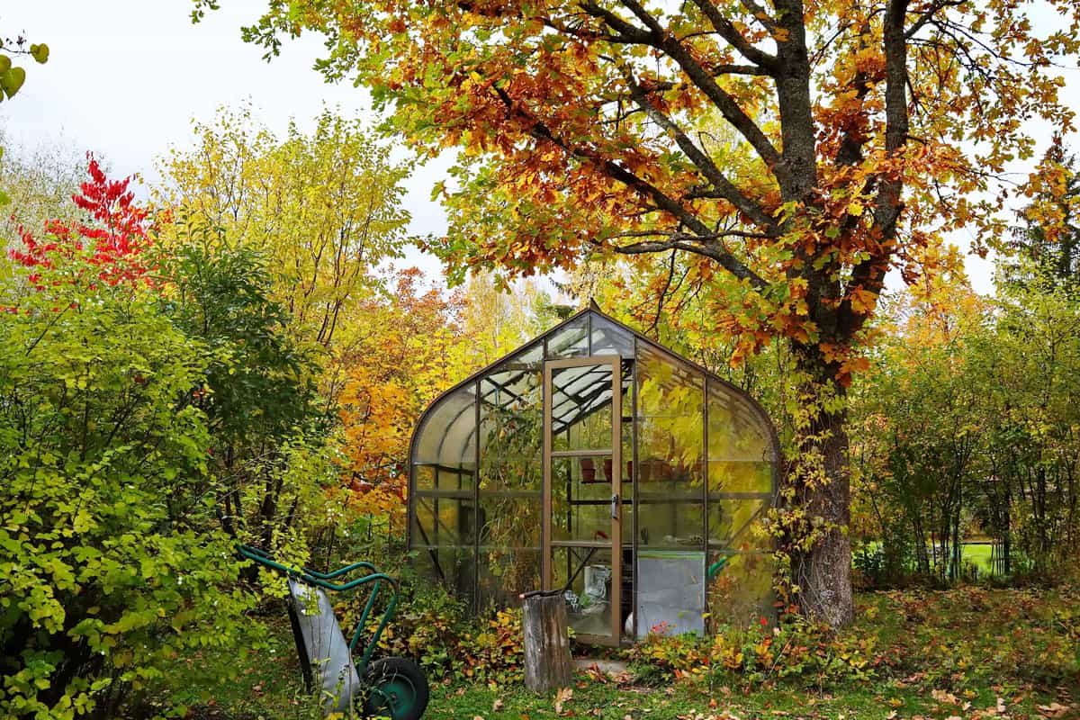 Old glass garden greenhouse in autumn. Fall foliage in the garden