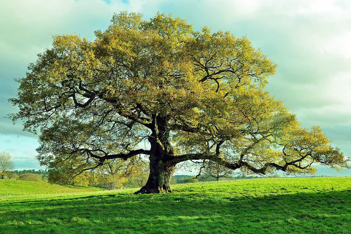 Old oak tree in an English meadow