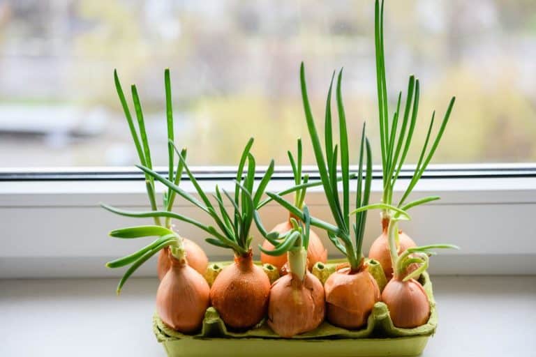 Onion with fresh sprouts growing in egg trayon windowsill. Several bulbs with fresh sprouts on background of the window. - Will Bulbs Grow Through Cardboard?