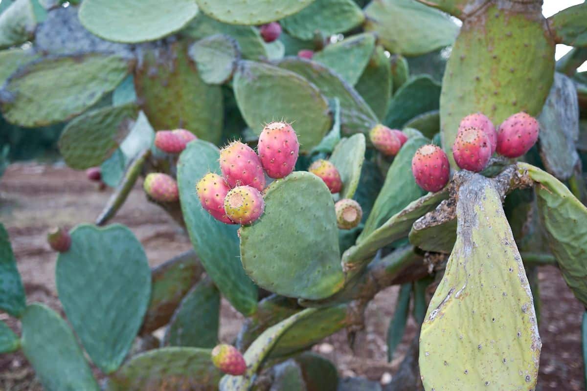 Opuntia ficus-indica shrub with fresh Indian figs