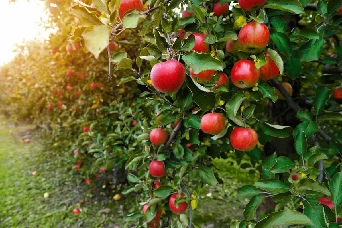 Organic apples hanging from a tree branch in an apple orchard 