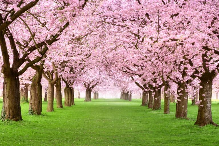 Ornamental garden with majestically blossoming large cherry trees on a fresh green lawn, How Much Do Cherry Blossom Trees Cost