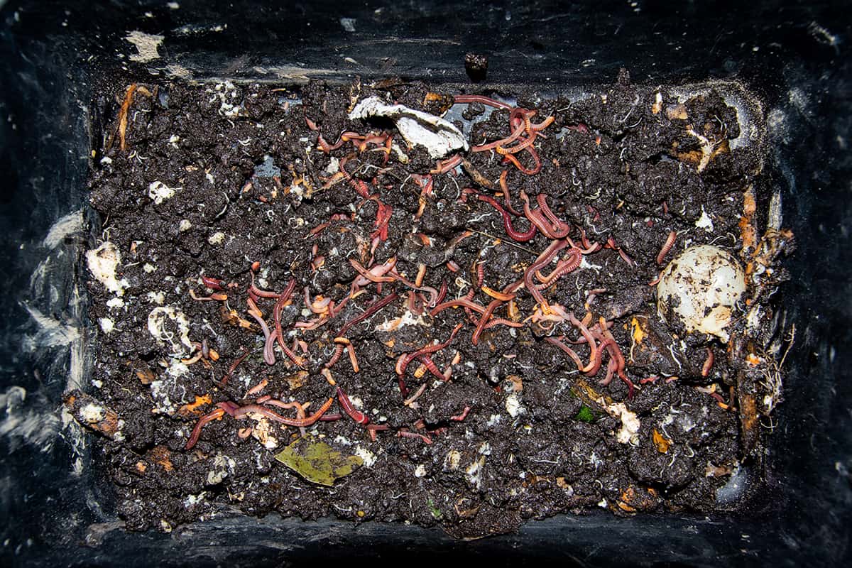 Own breeding of red worms