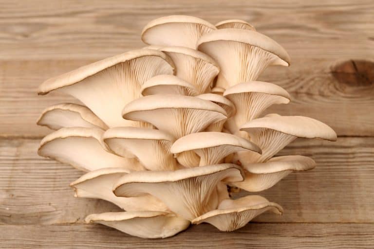 Oyster mushroom on wooden table, How To Use An All-In-One Mushroom Grow Bag [Step By Step Guide]