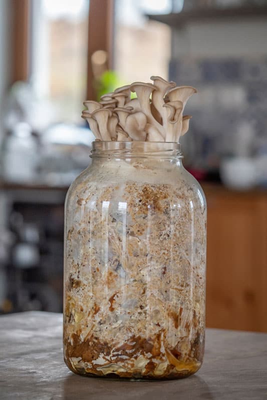 Oyster mushrooms - Pleurotus ostreatus growing at home in glass jar with straw