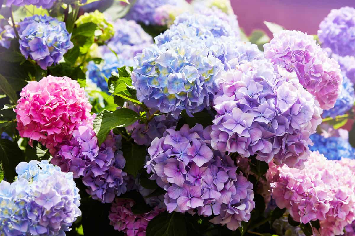 Pink, blue, lilac, violet, purple Hydrangea flower blooming in spring and summer in a garden