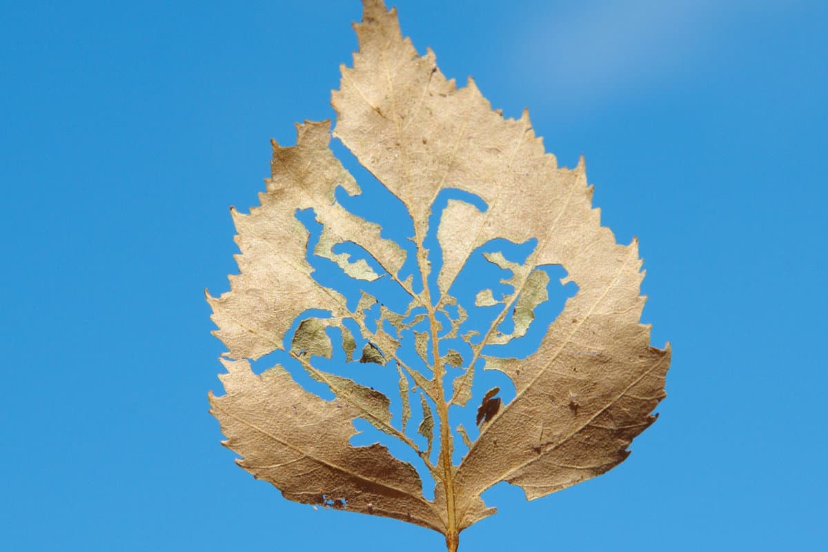 Partially skeletonized by pests birch leaf against the blue sky 