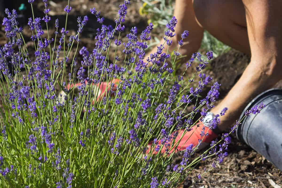 Patting the Soil of the lavender plants flowers sunny day on the garden