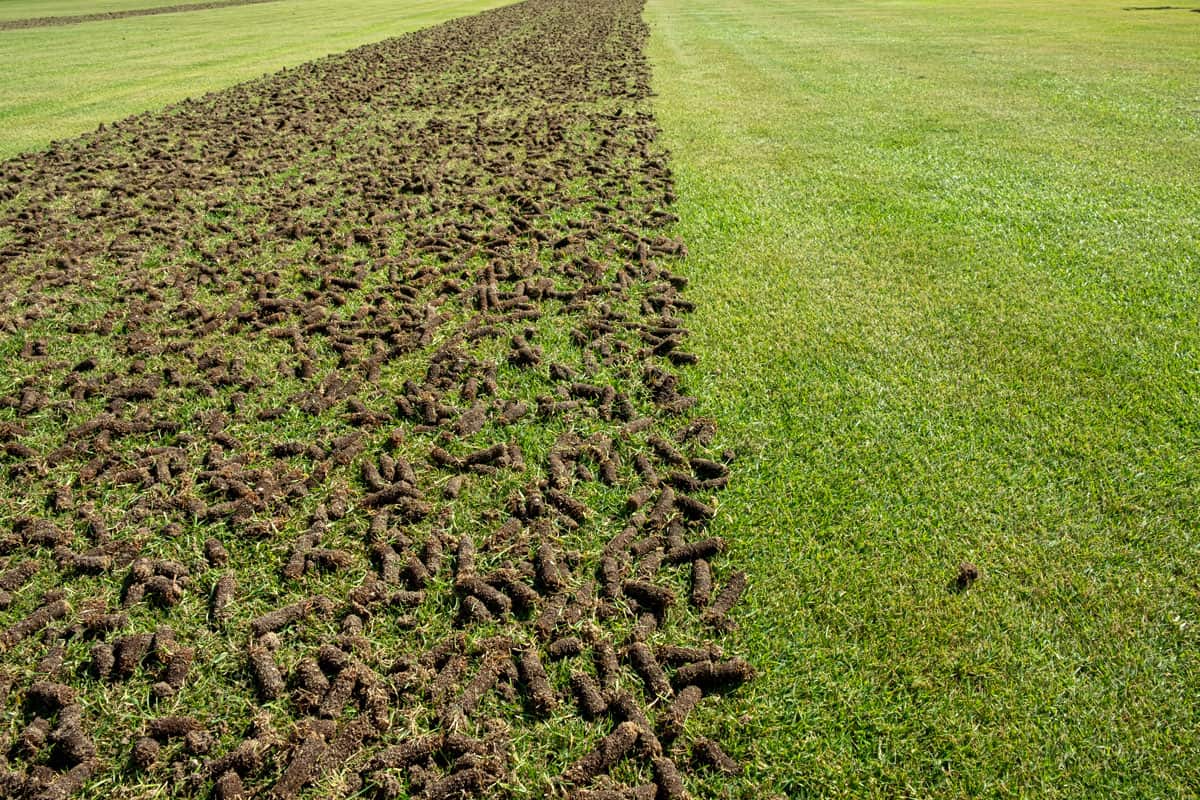 Pile of plugs of soil removed from sports field. Waste of core aeration technique used in the upkeep of lawns and turf