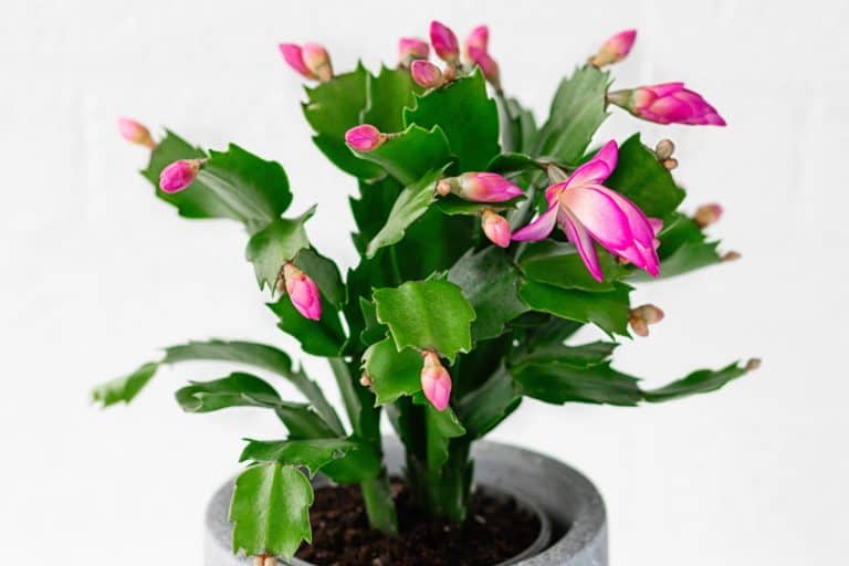 Pink Schlumbergera, Christmas cactus or Thanksgiving cactus, My Christmas Cactus Buds Are Not Opening - Why? What To Do?