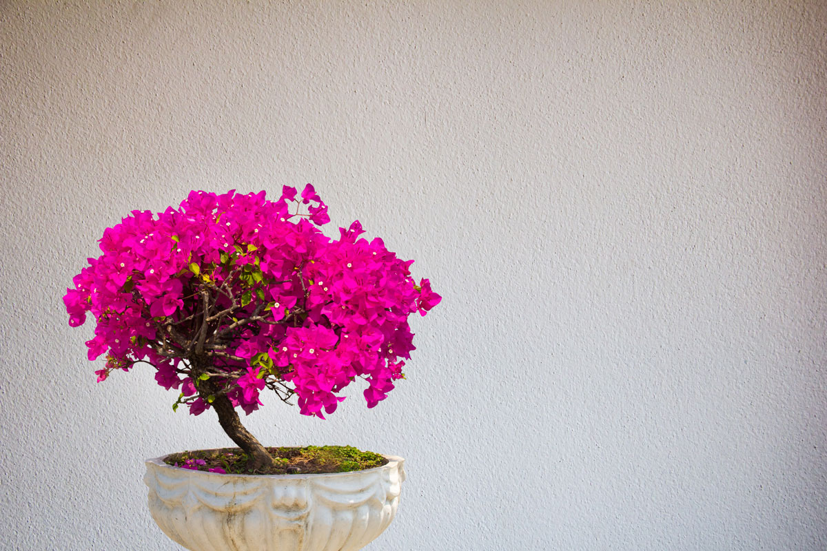 Pink bougainvillea flower in a concrete pot. Bright light in the room.