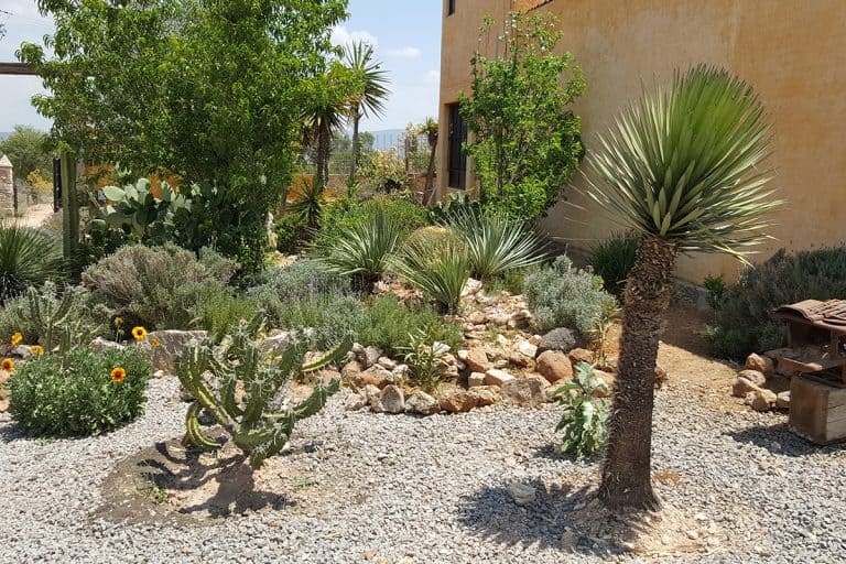 Plants growing in a desert garden, How To Prepare Desert Soil For Gardening