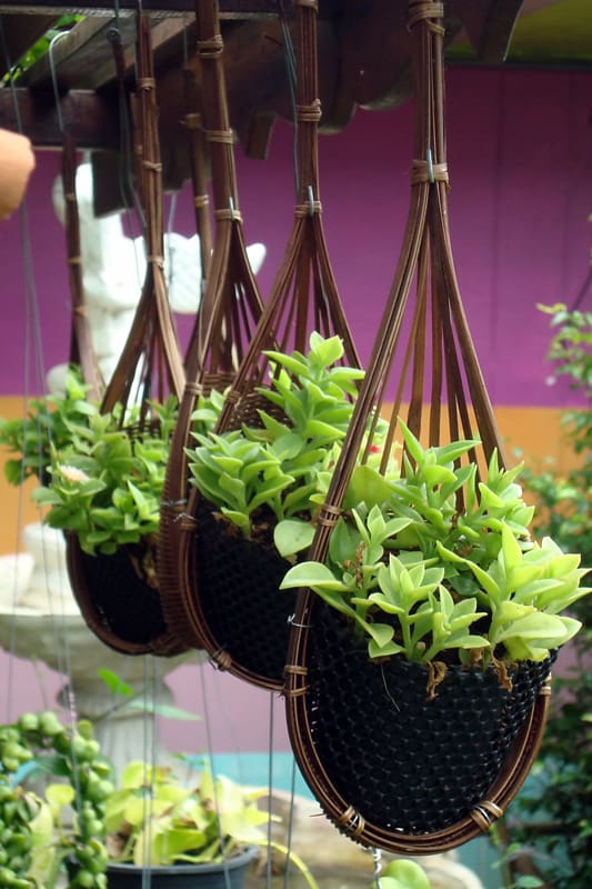 Plants in a row of Asian woven hand made hanging baskets against a bright purple background in a tropical garden.