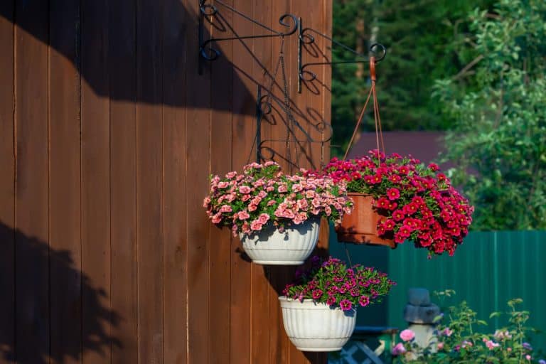 Pots of bright calibrachoa flowers hanging on a wooden wall, Should You Cut Back Hanging Baskets?