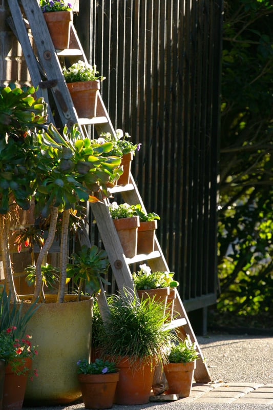 Potted plants on ladder in outdoor garden