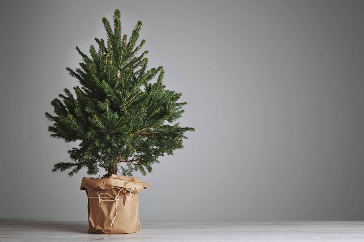 Pretty bushy danish Christmas tree without decorations in a large pot wrapped in craft paper