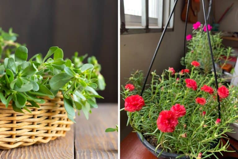 A comparison between Purslane and Portulaca, Purslane Vs Portulaca: What's The Difference?