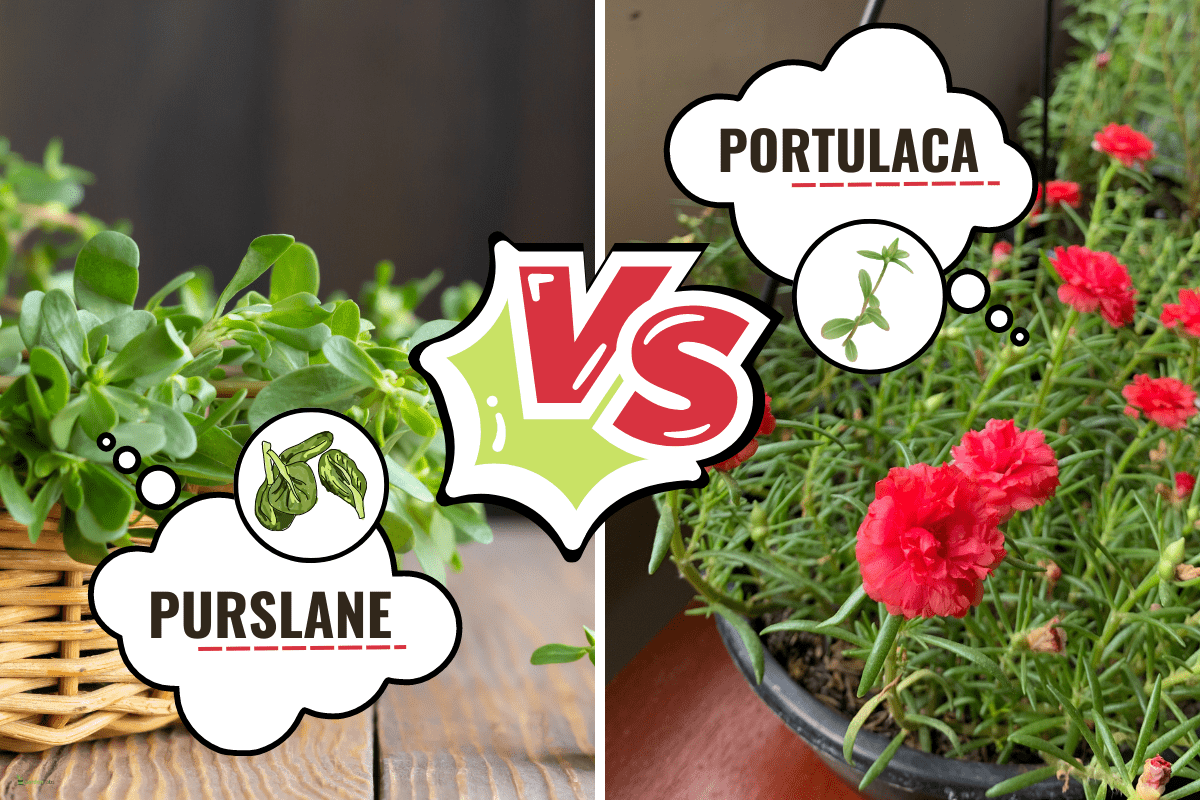 Comparison between Purslane and Portulaca, Purslane Vs Portulaca: What's The Difference?