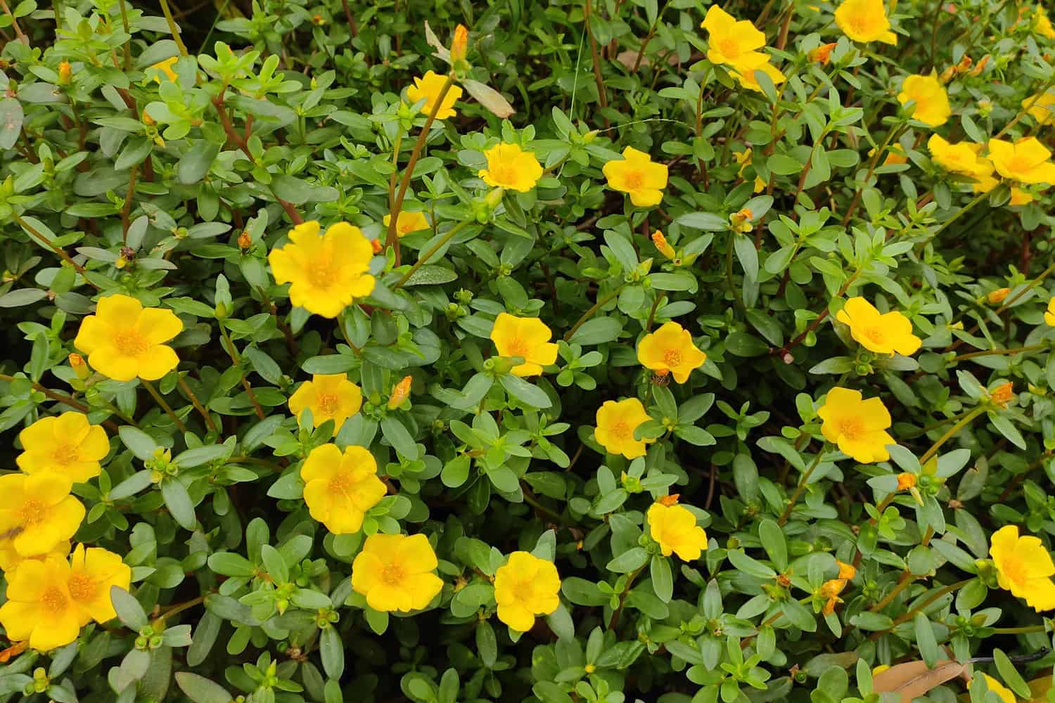 Yellow petals of a blooming purslane flower